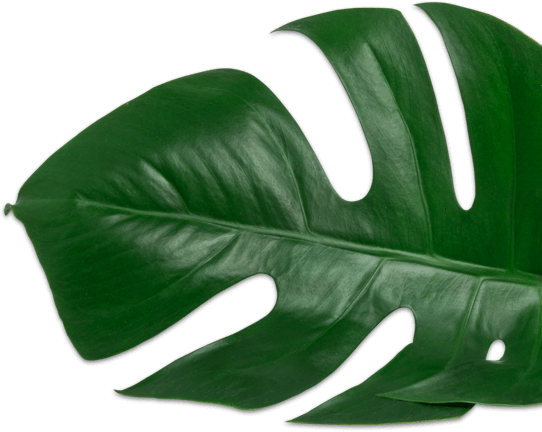 plant-2.png
